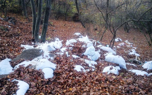 Cum salvează Facebookul Pădurea Făget