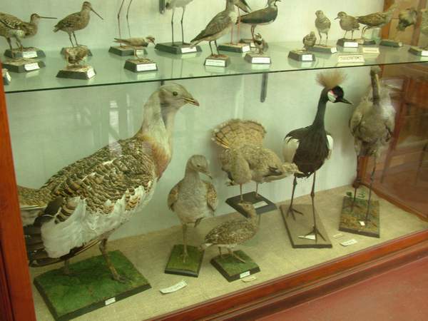 The Zoological Museum