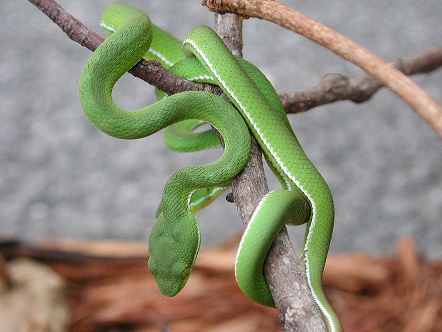 The Vivarium