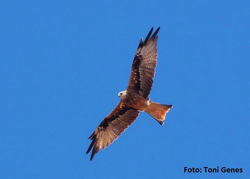 04.10 Euro Birdwatch 2014