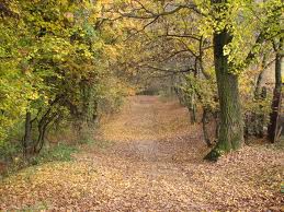 The Hoia Forest and Hill