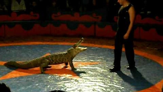 VIDEO Un crocodil pe scena Operei Române