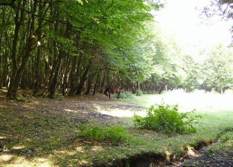 14-15.05 Festivalul In Natura