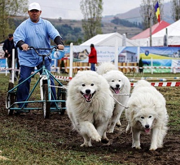 26-27.11 Concurs de atelaje canine: Cupa Clujului 2016