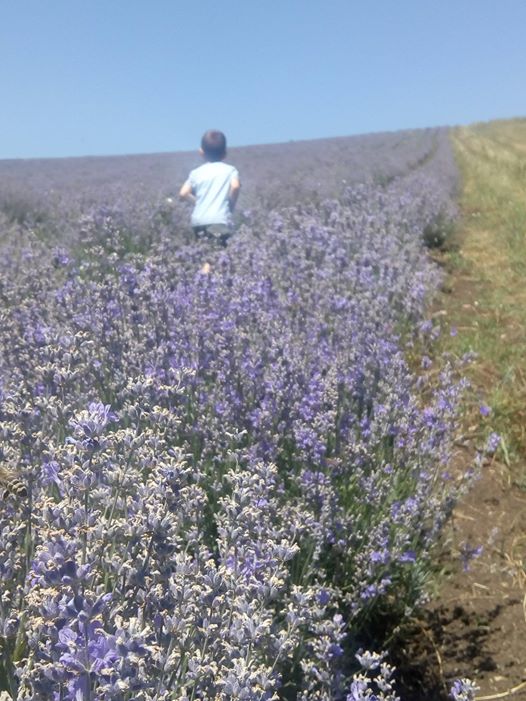 12.07 De veghe in lanul de lavanda – atelier de gatit sanatos in si cu lavanda