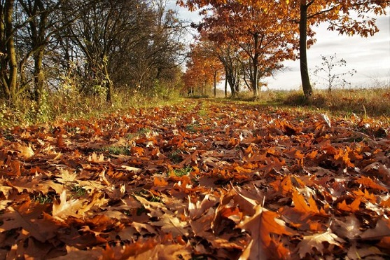 16-18.11 Ce facem weekend-ul acesta in Cluj