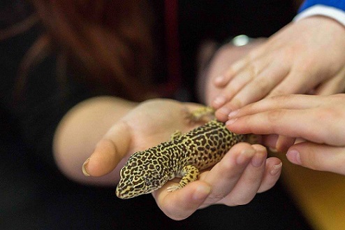 28.02 Ziua Interactiunii Om-Animal
