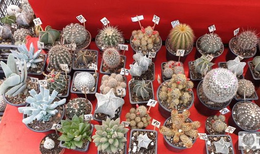 8-10.08 Cactusi la Targ