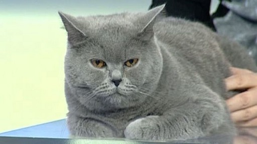 22-23.02 Expozitie internationala de pisici: International Cat Show