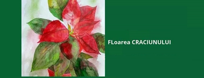 15.12 Curs de pictura: floarea craciunului