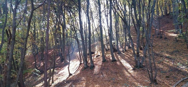 8.05 Orientare speciala in Padurea Faget