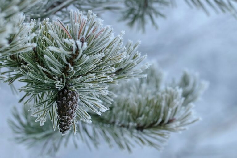 17-19.12 Ce facem weekend-ul acesta in Cluj