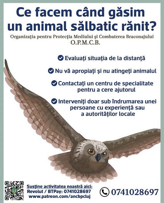 22.11 Observare si Inelare de pasari